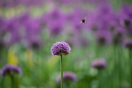 Alliums