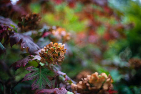 Hydrangea flowerの写真素材
