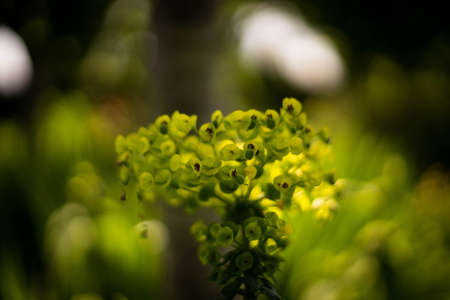 Loseley Parkの写真素材