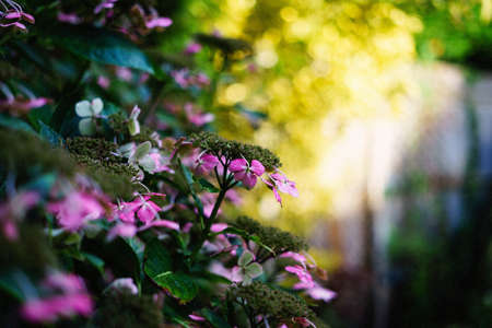 Hydrangea flower