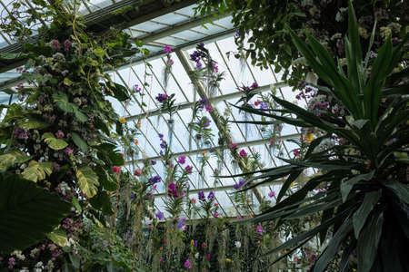 Orchids galore