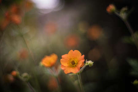 Orange geum