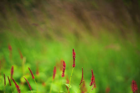 Persicaria flowerの写真素材