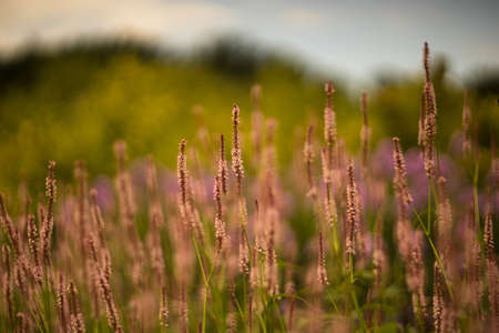 Persicaria flowerの写真素材
