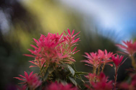 Pieris Forest Flameの写真素材