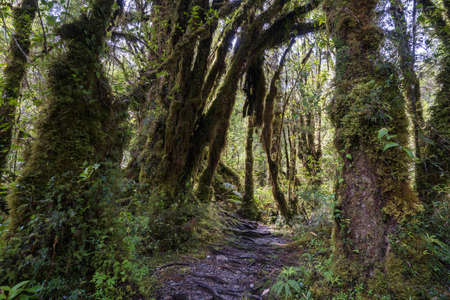 Sendero Cascadas Escondidas, Chile