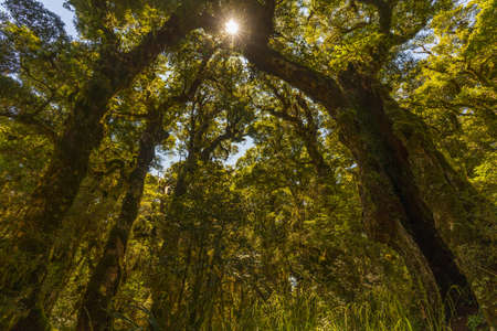 Magic of forest