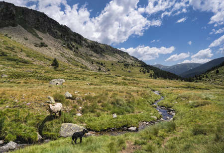 Newborn lamb in a beautiful valleyの写真素材