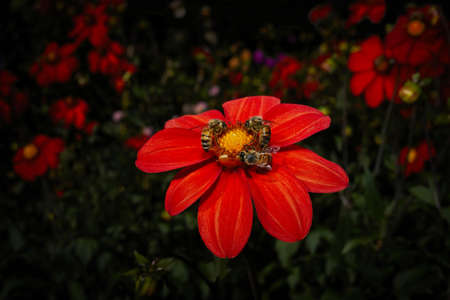 Dahliasの写真素材
