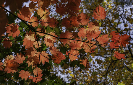Fall colors at Mount Wilson