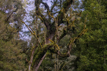 Tarra bulga vegetation
