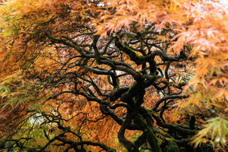 Under the canopy. Portland, Oregon.の写真素材