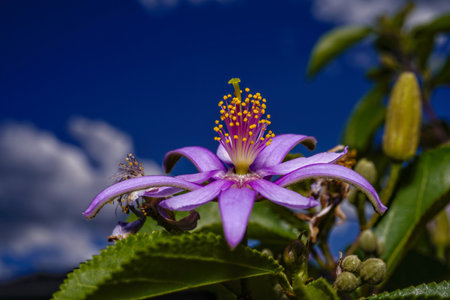 Grewia occidentalis