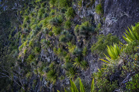 Mount cordeaux flora