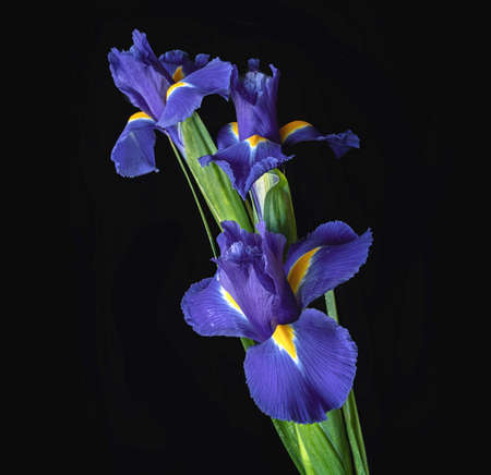 Irises
