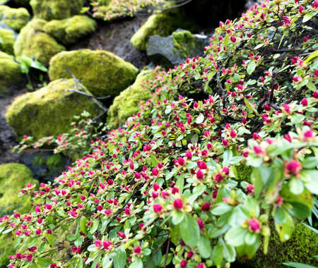 Spring blossoms in Portland, Oregon.