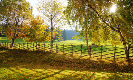 Summer Rural Scene. Fence. Sunlight.