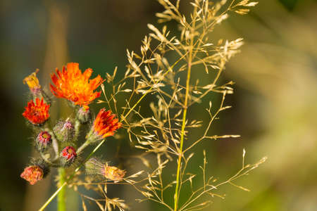Devil's Paintbrush