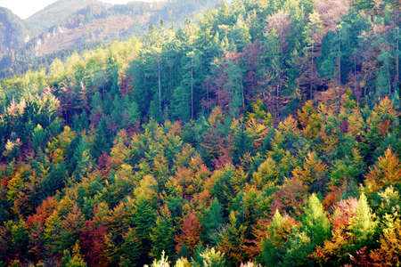 High Angle View Of Trees In Forest During Autumn