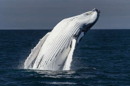 Humpback Whale breach