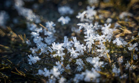 Texture background, pattern. Frost on the sprigs of grass. a deposit of small white ice crystals...