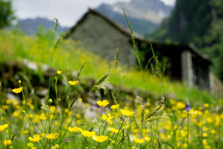 Spring meadows around a rural house