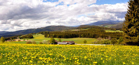 Field of yellow dandelion flowers with mountain in the background