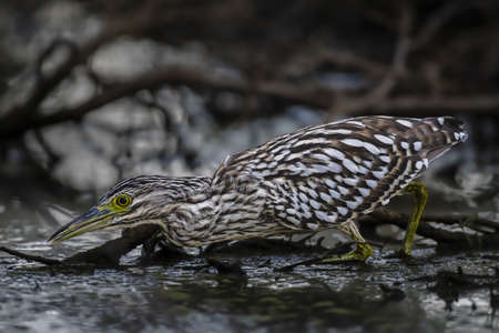 Nankeen Night-heron (juvenile)