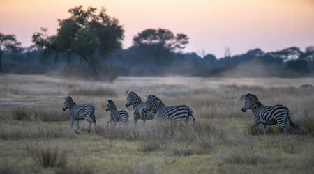 Zebras at dusk