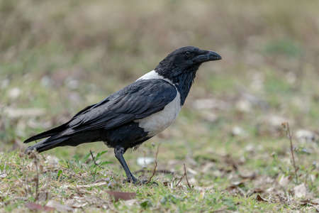 Pied Crow