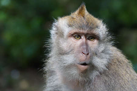 Monkey, Nature, Macaque
