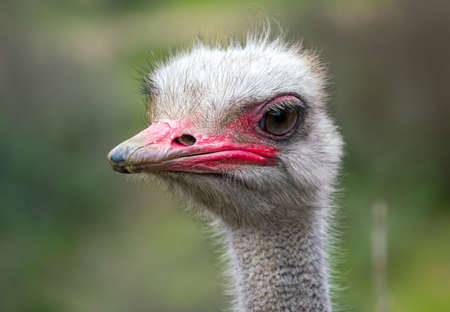 Head of a ostrich (Struthio camelus)