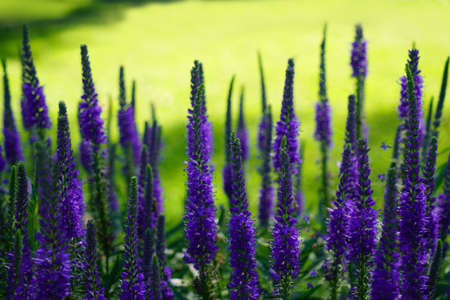 Purple sage flowers on green grass blurred bokeh background closeup, blooming violet salvia field, summer lavender color floral landscape, beautiful spring blue blossom, natural colorful lilac meadowの写真素材