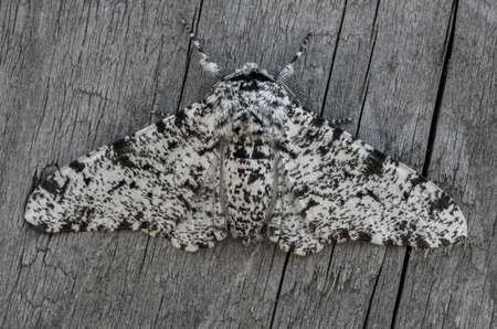 Peppered Mothの写真素材