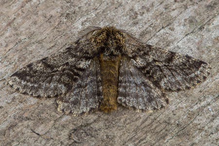 Brindled Beauty
