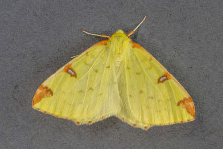 Brimstone Moth