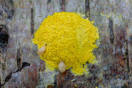 Scrambled Egg Slime Mould