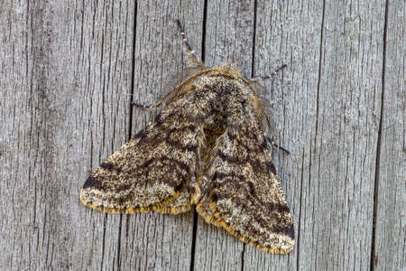 Brindled Beautyの写真素材