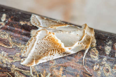 Buff Archesの写真素材