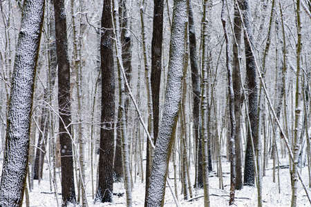 Tapping Out on Winter