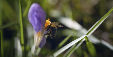 the first bee this year