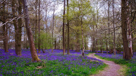 Spinney's Wood, near Greys Court, Henley, UK is much closer to full bloom. Should be at its peak by Monday. Posted just for informationの写真素材