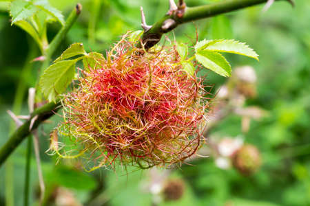 Robin's pincushion gallの写真素材