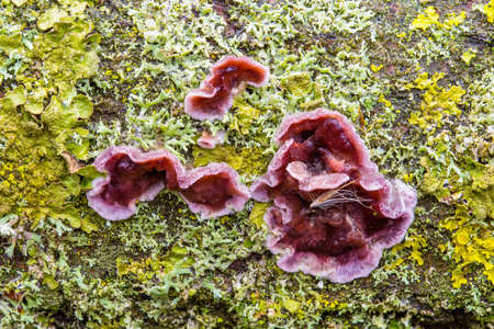 Silverleaf Fungusの写真素材