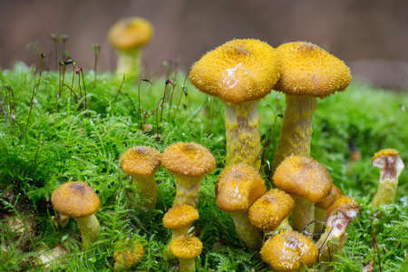 Bulbous Honey Fungus