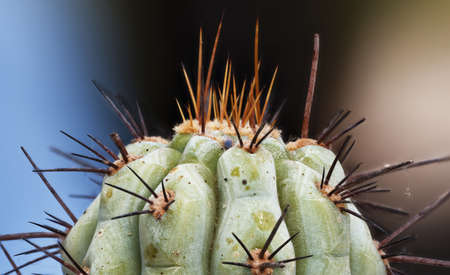 Cactus Compositionの写真素材
