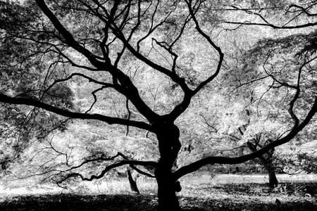 The heart of a tree
