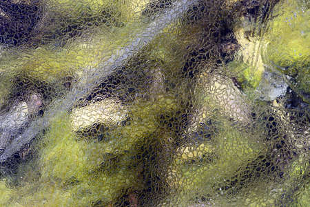 At the Edge of a Pond