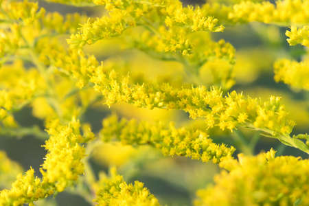 Alternative View of Golden Rod
