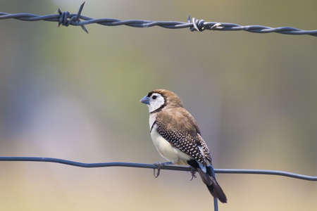 Double-barred finchの写真素材